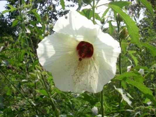 Comfortroot Hibiscus
